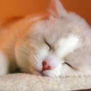 ヒメ日記 2025/10/09 00:01 投稿 はなこ 北九州熟女倶楽部　五十路