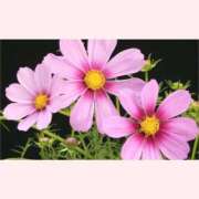 ヒメ日記 2025/10/10 14:30 投稿 はなこ 北九州熟女倶楽部　五十路