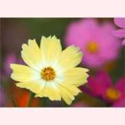 ヒメ日記 2025/10/11 14:30 投稿 はなこ 北九州熟女倶楽部　五十路