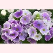 ヒメ日記 2025/10/12 12:30 投稿 はなこ 北九州熟女倶楽部　五十路