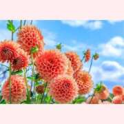 ヒメ日記 2025/10/14 14:30 投稿 はなこ 北九州熟女倶楽部　五十路