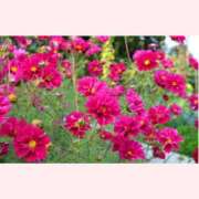 ヒメ日記 2025/10/17 14:30 投稿 はなこ 北九州熟女倶楽部　五十路