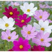 ヒメ日記 2025/10/21 14:30 投稿 はなこ 北九州熟女倶楽部　五十路