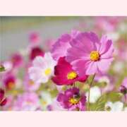 ヒメ日記 2025/10/25 14:00 投稿 はなこ 北九州熟女倶楽部　五十路