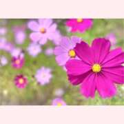 ヒメ日記 2025/10/31 14:30 投稿 はなこ 北九州熟女倶楽部　五十路