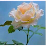 ヒメ日記 2025/11/02 12:30 投稿 はなこ 北九州熟女倶楽部　五十路