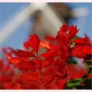 ヒメ日記 2025/11/03 12:30 投稿 はなこ 北九州熟女倶楽部　五十路