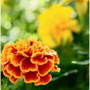 ヒメ日記 2025/11/07 12:30 投稿 はなこ 北九州熟女倶楽部　五十路