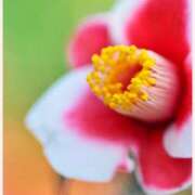 ヒメ日記 2025/11/09 12:30 投稿 はなこ 北九州熟女倶楽部　五十路