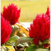 ヒメ日記 2025/11/10 14:00 投稿 はなこ 北九州熟女倶楽部　五十路