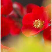 ヒメ日記 2025/11/12 14:30 投稿 はなこ 北九州熟女倶楽部　五十路