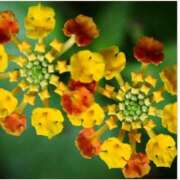 ヒメ日記 2025/11/14 14:30 投稿 はなこ 北九州熟女倶楽部　五十路