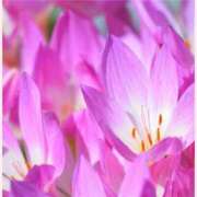 ヒメ日記 2025/11/21 14:30 投稿 はなこ 北九州熟女倶楽部　五十路