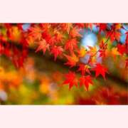 ヒメ日記 2025/11/26 14:30 投稿 はなこ 北九州熟女倶楽部　五十路