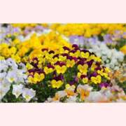 ヒメ日記 2025/12/06 14:30 投稿 はなこ 北九州熟女倶楽部　五十路