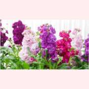 ヒメ日記 2025/12/10 14:30 投稿 はなこ 北九州熟女倶楽部　五十路