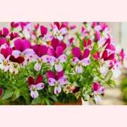 ヒメ日記 2025/12/12 12:30 投稿 はなこ 北九州熟女倶楽部　五十路