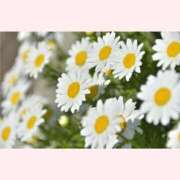 ヒメ日記 2025/12/13 14:30 投稿 はなこ 北九州熟女倶楽部　五十路