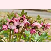 ヒメ日記 2025/12/14 12:30 投稿 はなこ 北九州熟女倶楽部　五十路