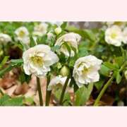 ヒメ日記 2025/12/16 12:30 投稿 はなこ 北九州熟女倶楽部　五十路