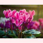 ヒメ日記 2025/12/17 13:30 投稿 はなこ 北九州熟女倶楽部　五十路