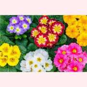 ヒメ日記 2025/12/18 12:30 投稿 はなこ 北九州熟女倶楽部　五十路