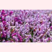 ヒメ日記 2025/12/19 12:30 投稿 はなこ 北九州熟女倶楽部　五十路