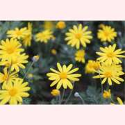 ヒメ日記 2025/12/21 12:30 投稿 はなこ 北九州熟女倶楽部　五十路