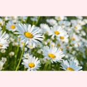 ヒメ日記 2025/12/23 14:30 投稿 はなこ 北九州熟女倶楽部　五十路