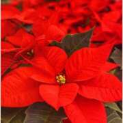 ヒメ日記 2025/12/24 14:30 投稿 はなこ 北九州熟女倶楽部　五十路