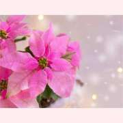 ヒメ日記 2025/12/25 14:30 投稿 はなこ 北九州熟女倶楽部　五十路