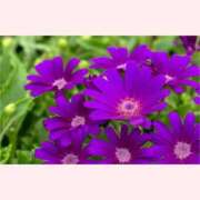 ヒメ日記 2025/12/26 14:30 投稿 はなこ 北九州熟女倶楽部　五十路