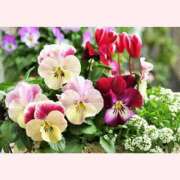 ヒメ日記 2025/12/28 13:30 投稿 はなこ 北九州熟女倶楽部　五十路