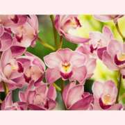 ヒメ日記 2025/12/29 13:30 投稿 はなこ 北九州熟女倶楽部　五十路