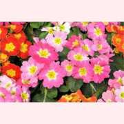 ヒメ日記 2025/12/30 13:30 投稿 はなこ 北九州熟女倶楽部　五十路