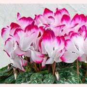 ヒメ日記 2025/12/31 13:30 投稿 はなこ 北九州熟女倶楽部　五十路