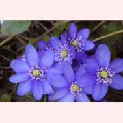 ヒメ日記 2026/01/08 12:30 投稿 はなこ 北九州熟女倶楽部　五十路