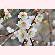 ヒメ日記 2026/01/11 12:30 投稿 はなこ 北九州熟女倶楽部　五十路