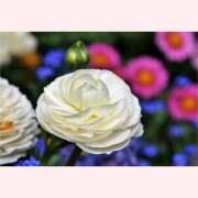 ヒメ日記 2026/01/16 14:30 投稿 はなこ 北九州熟女倶楽部　五十路