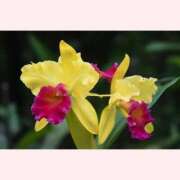 ヒメ日記 2026/01/17 14:30 投稿 はなこ 北九州熟女倶楽部　五十路