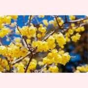 ヒメ日記 2026/01/18 12:30 投稿 はなこ 北九州熟女倶楽部　五十路