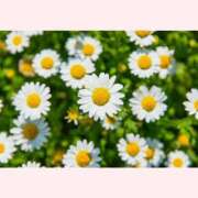 ヒメ日記 2026/01/20 12:30 投稿 はなこ 北九州熟女倶楽部　五十路