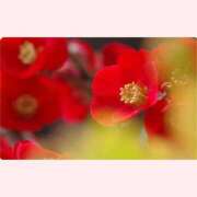 ヒメ日記 2026/01/21 13:30 投稿 はなこ 北九州熟女倶楽部　五十路