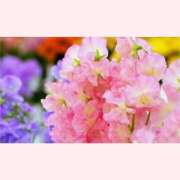 ヒメ日記 2026/01/23 12:30 投稿 はなこ 北九州熟女倶楽部　五十路