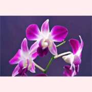 ヒメ日記 2026/01/27 12:30 投稿 はなこ 北九州熟女倶楽部　五十路