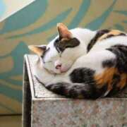 ヒメ日記 2026/01/29 00:00 投稿 はなこ 北九州熟女倶楽部　五十路