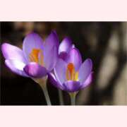 ヒメ日記 2026/01/30 14:30 投稿 はなこ 北九州熟女倶楽部　五十路