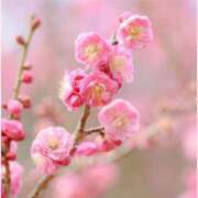 ヒメ日記 2026/02/04 13:30 投稿 はなこ 北九州熟女倶楽部　五十路