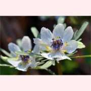 ヒメ日記 2026/02/05 12:30 投稿 はなこ 北九州熟女倶楽部　五十路