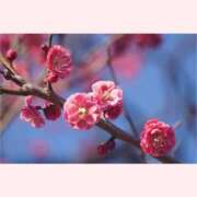 ヒメ日記 2026/02/08 12:30 投稿 はなこ 北九州熟女倶楽部　五十路